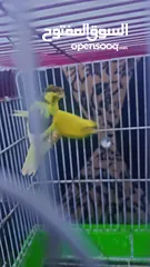  15 بسم الله الرحمن الرحيم كنار جوز شغال
