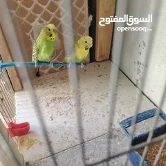  11 طيور حب عصافير حب
