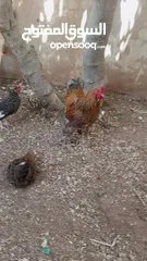 10 "جوز براهما ثقيل ونظيف – عمر سنة"
