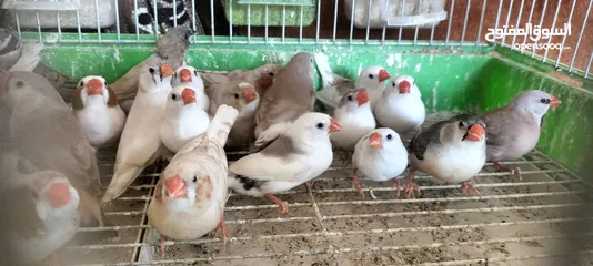  9 20 جوز فنقز و10 حبات كنار