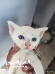  1 kitten 1month aged