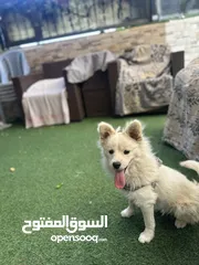  11 كلب مالتيز (فرنش تيرير) للبيع او البدل عمره 9 شهور