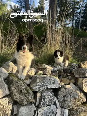  19 Border collie لاول مرة في الاردن