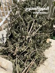  3 حطب شجرة توت