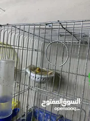  22 طيور كنار للبيع