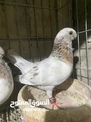  5 جوز ذبابنا صفر الصلاه عالنبي شغلات مكفولات للبيع