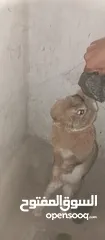  2 ارنب ذكر ماشاء الله الحجم البيع مستعجل