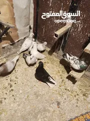  1 حمام بيع مستعجل للبيع