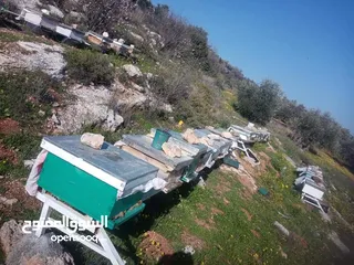  4 يوجد عسل طبيعي مكفول 100٪ من جبال عجلون _ عرجان سعر الكيلو 15 دينار + هدية علبة حبوب لقاح