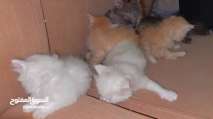  7 Mix persian kittens
