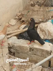  5 جوز سلفر مع فراخهم