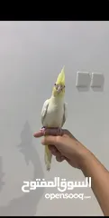  1 كروان لاتينو