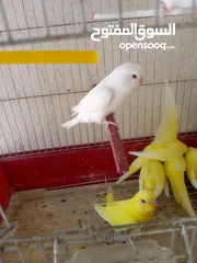  1 مخاليف حب البينو ولا تينيو