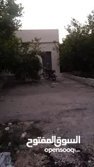  2 مزرعه للبيع 9دنمات من اصل 50دنم جميع انواع الحمضيات ويوجد بيت وبركه وريزرين مياه