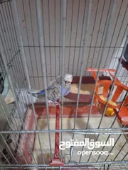  25 غرفة طيور حب هوغو وبردات انكليزي على هوغو للبيع بسعر حرق