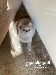  4 قطط للبيع سكوتش فولد وستريت فولد