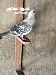  4 جواز و حبات