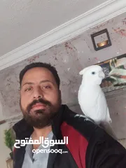  1 ببغاء كوكاتو جوفن