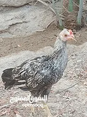  6 متاح دجاج عرب