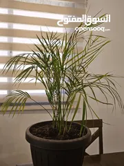  3 Areca Palm for sale