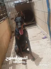  1 كلب دبر مان أنثى مرخصة ماخذه كل المطاعيم مطيعه جداً