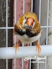  5 زيبرا جامبو