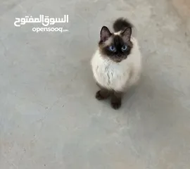  3 قطه هملايا حلوه وأليفه