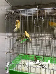  20 جوز كنار للبيع