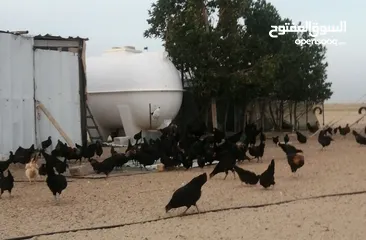  2 للبيع دجاج عراقي وكم حبه عربي