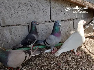  4 زواجل كبار مال تعزيله