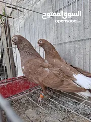  7 جواز نخب بالصلاة على النبي