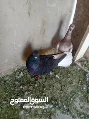  3 حمام للبيع او بدل على عصفير