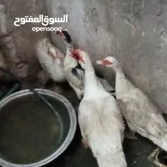 12 دجاج عرب وبشوش مصري