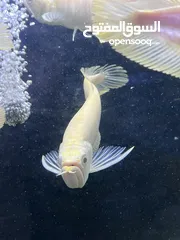  2 سمك زينه مفترس