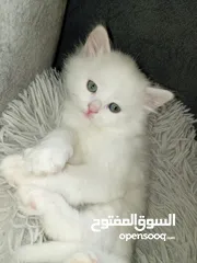  1 قطط بيض شيرازي بيور