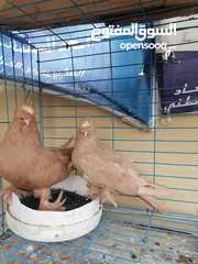  1 جوز مكاويات صفر صفاره مميز كرفلي حلوه سروال خشن مميزات