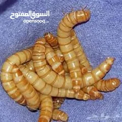  2 دود قبابي حي / ومجفف ( Live mealworms )