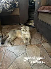  4 قط ذكر سكوتش فولد جولدن بيور للبيع  35