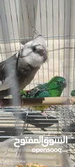  3 2 Birds + 1 Cage
