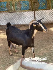  3 حلال حو بيور للبيع