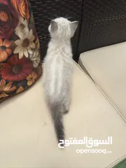  4 قطط سكوتش فولد وسكوتش ستريت للبيع اقرأ الوصف