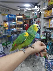  8 بلو فرونتد
