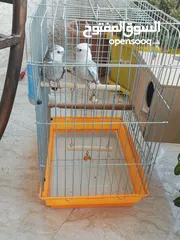  1 جوز كوكتيل وايت فيس للبيع او للبدل على جوز لاتينو