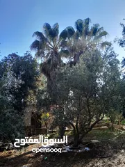  1 شجر للبيع  زينه نخيل وزيتون و خروب