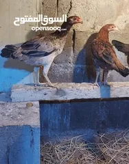  2 ديج ودجاجتين عرب كويتي