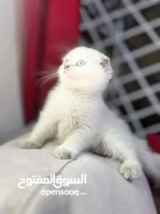  3 سكوتش فولد الييع