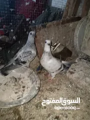  5 جوز بواز تحتيهن بيض مع فرخين فطم جديد
