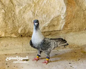  3 أربع حبات افحول للبيع مستوى جميل