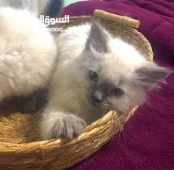  4 قطط مشكلة هملايا شيرازي بريتش شورت هير بيع سعر رمزي