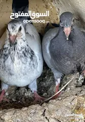  2 زغاليل لبيع حجم كبير طازج
